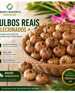 Kit 10 Bulbos de Gladiolo Cores Sortidas Flores Ornamentais Para Jardim